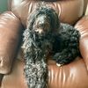 phoebe1111